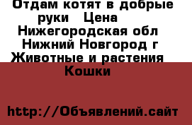 Отдам котят в добрые руки › Цена ­ 5 - Нижегородская обл., Нижний Новгород г. Животные и растения » Кошки   
